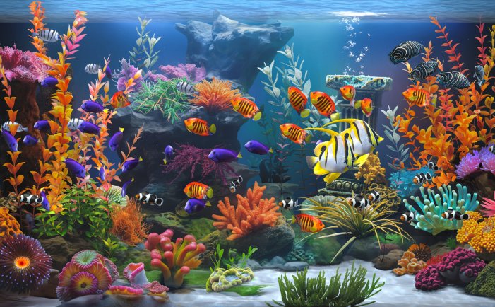 禅意水族馆-Zen Aquarium